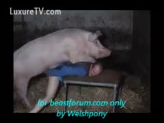 An individual bends down for hog fucking.